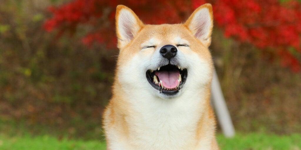 狗狗币飙升27%，DOGE未平仓合约达创纪录的55亿美元